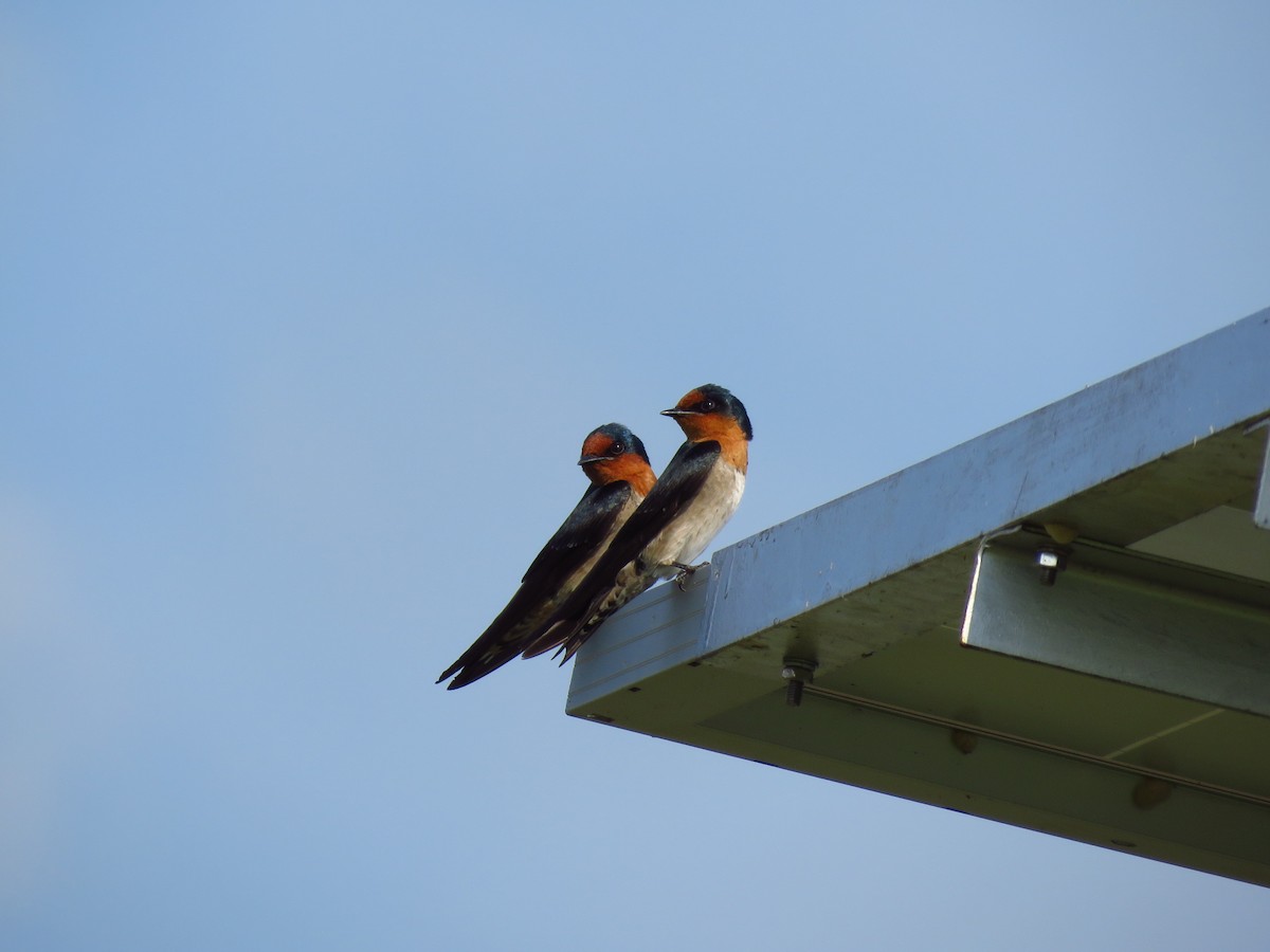 Pacific Swallow - ML144540761