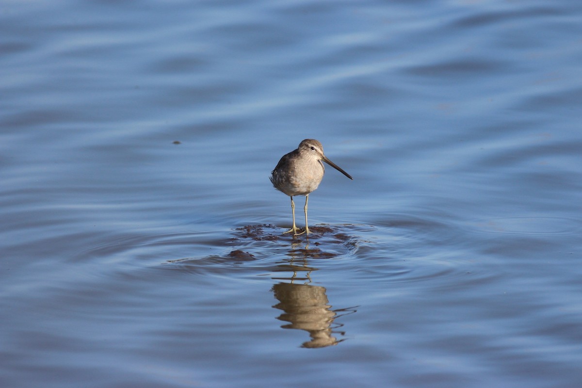 Long-billed Dowitcher - ML144541711