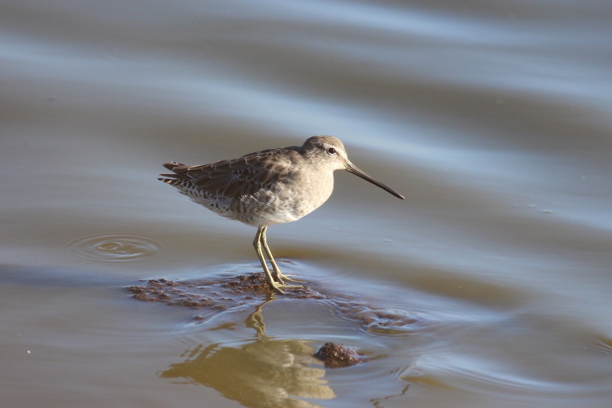 Long-billed Dowitcher - ML144541731