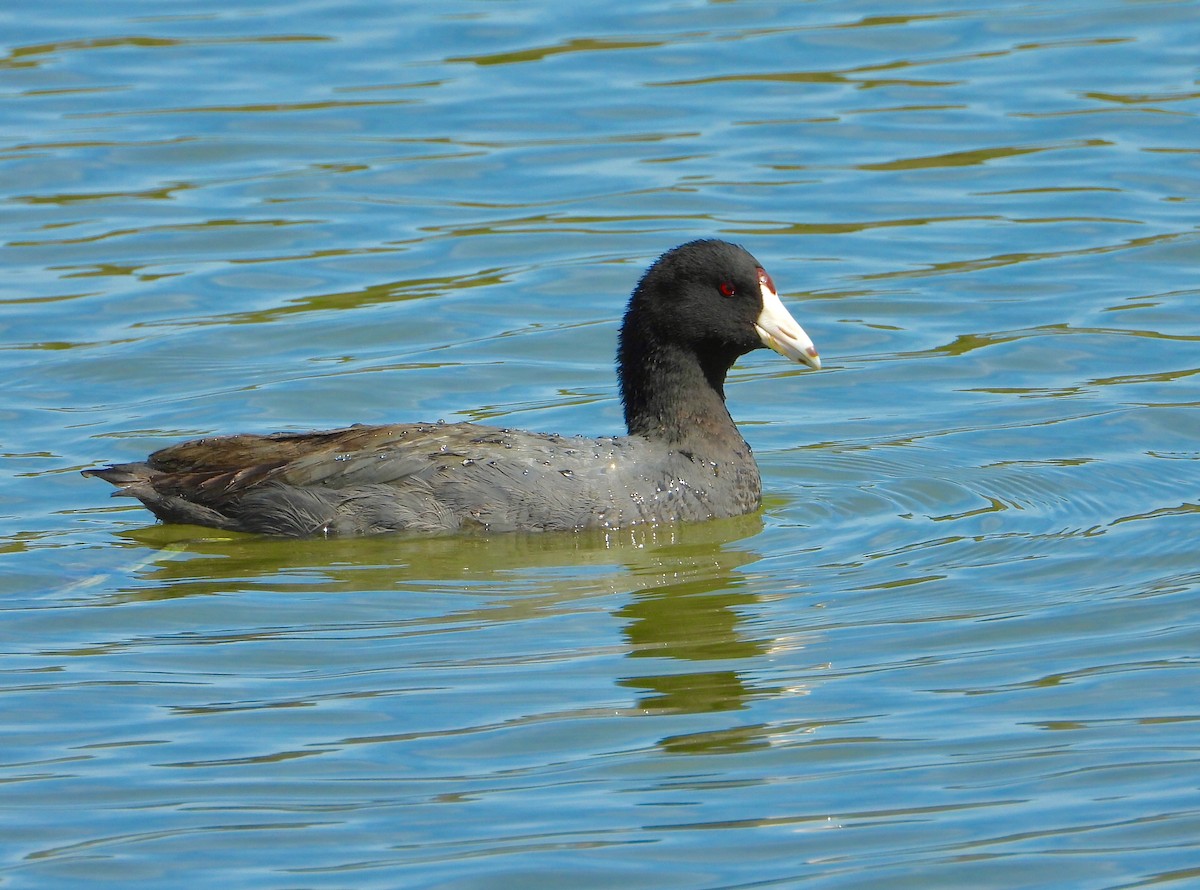 American Coot - James R. Hill, III