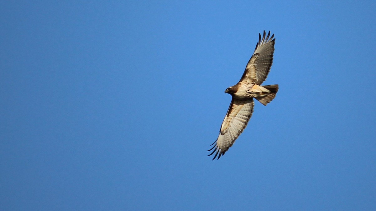 Red-tailed Hawk - Kevin Cunningham