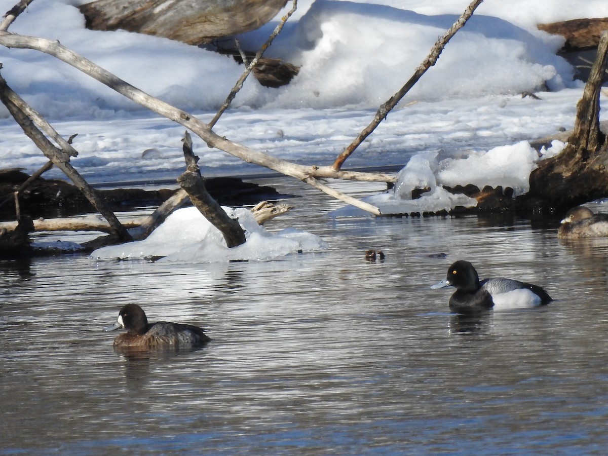 Greater Scaup - ML144544221