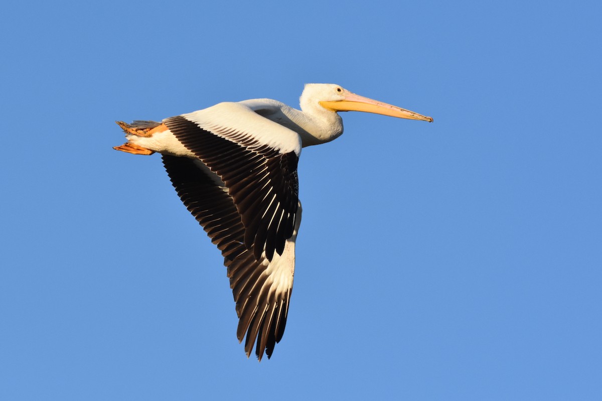 American White Pelican - Caleb Strand