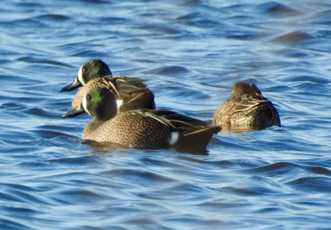 Blue-winged Teal - ML144548071