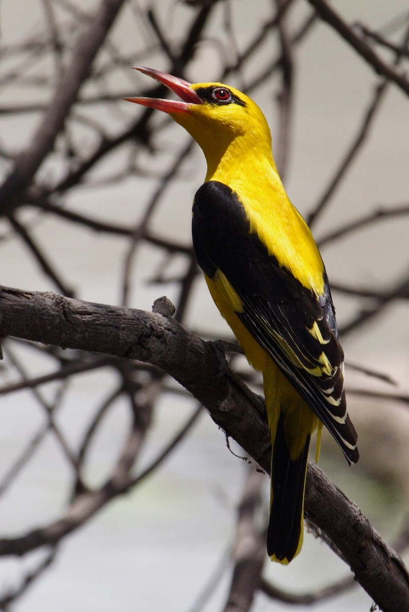 Indian Golden Oriole - ML144549351