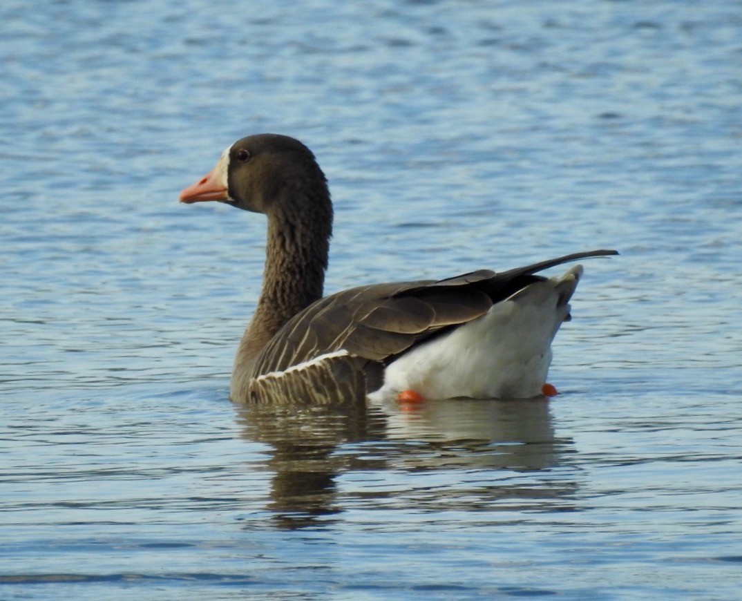 Greater White-fronted Goose - ML144549451