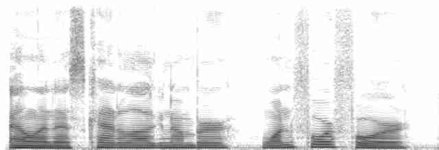 Расписная которра (picta) - ML144551