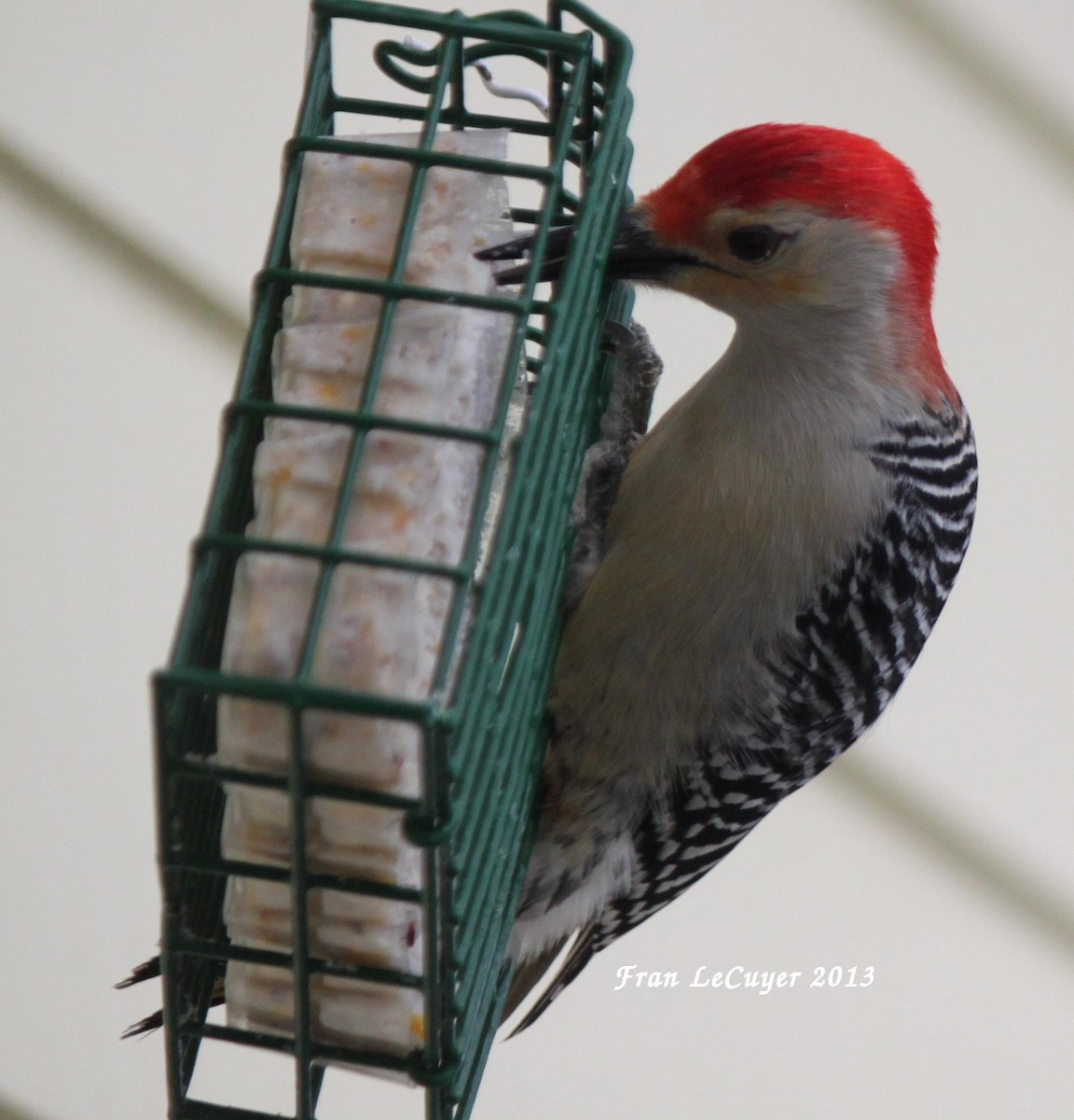 Red-bellied Woodpecker - ML144551471
