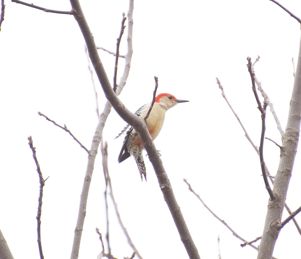 Red-bellied Woodpecker - Kaden Katanic