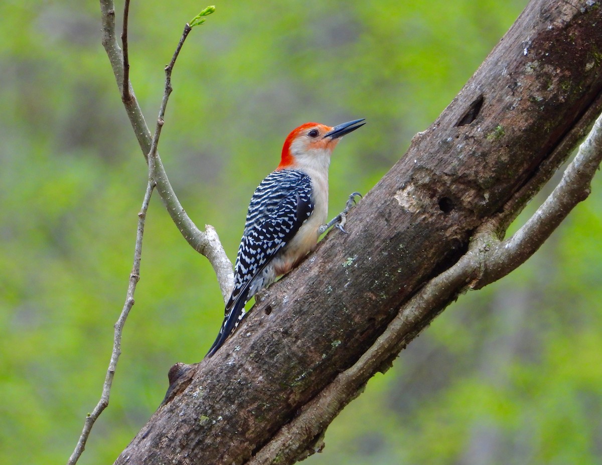 Red-bellied Woodpecker - James R. Hill, III