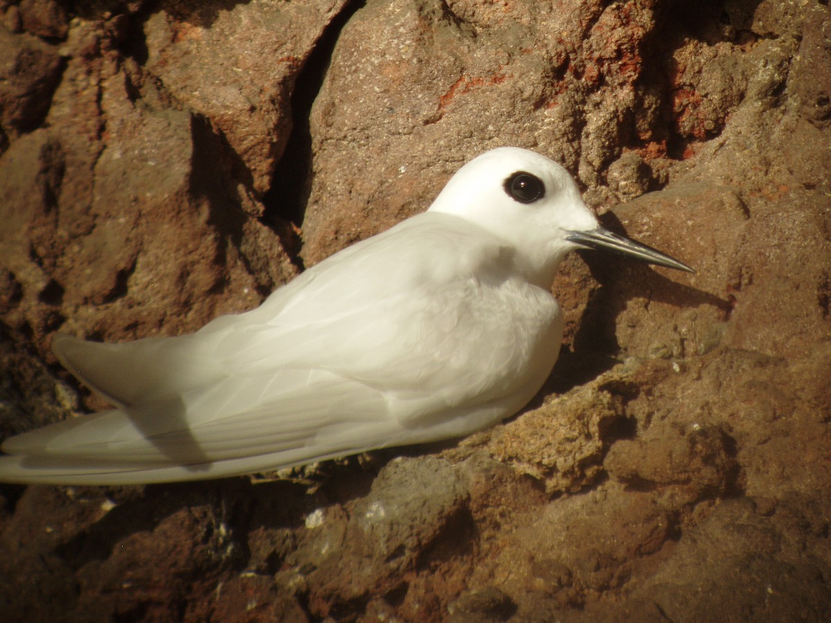 White Tern (Atlantic) - ML144554051