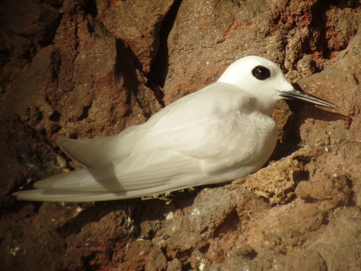 White Tern (Atlantic) - ML144554171