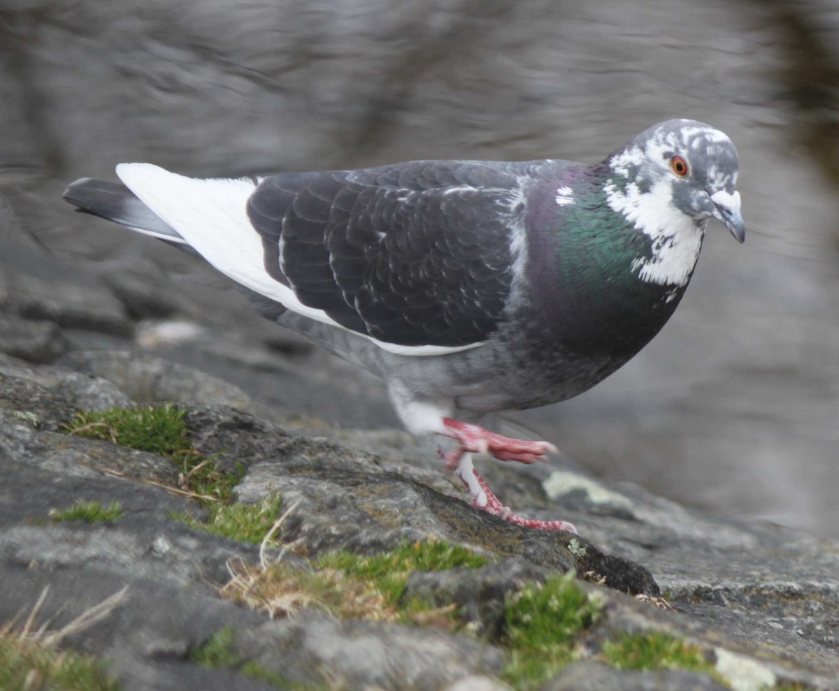Rock Pigeon (Feral Pigeon) - ML144555831