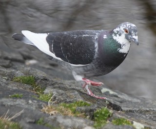 Rock Pigeon (Feral Pigeon), ML144555831