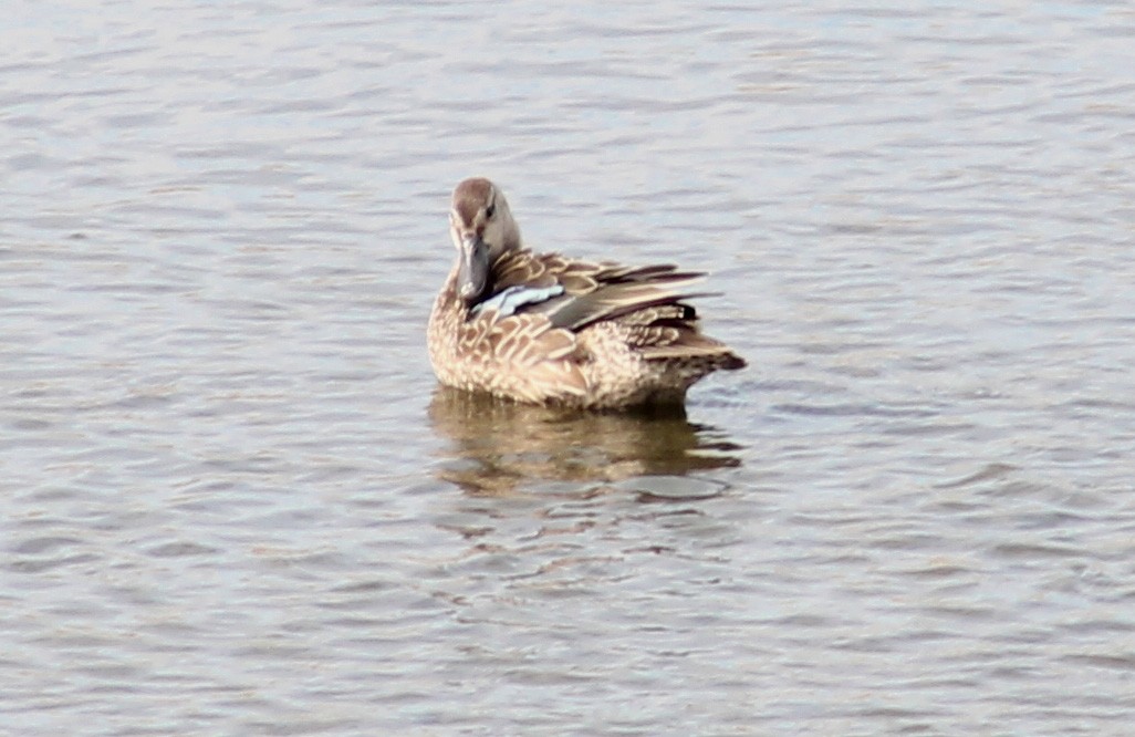 Blue-winged Teal - ML144557371