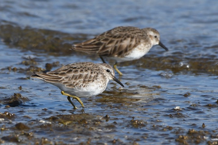 Least Sandpiper - MJ OnWhidbey