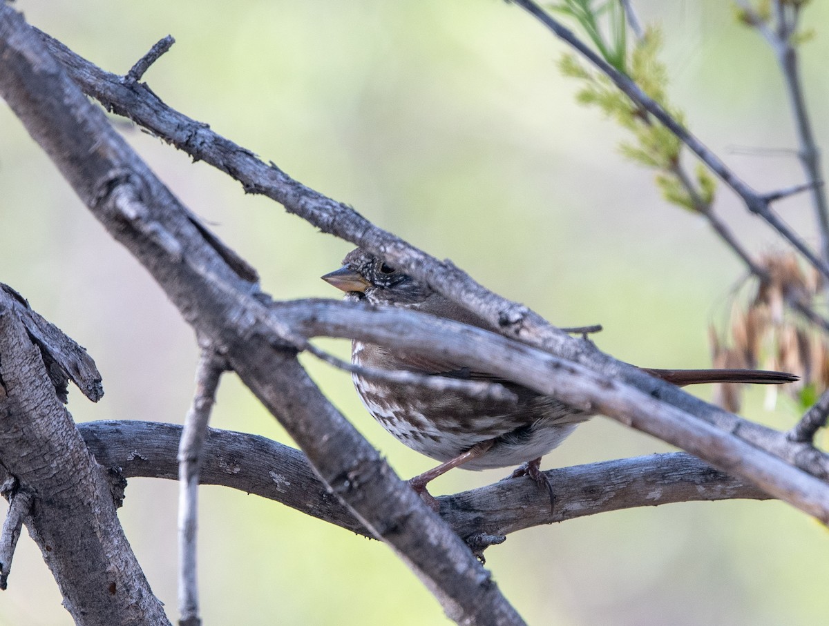 Fox Sparrow (Slate-colored) - William Higgins