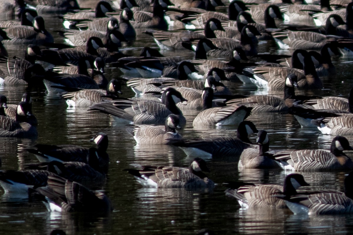 Cackling Goose - Seymore Gulls