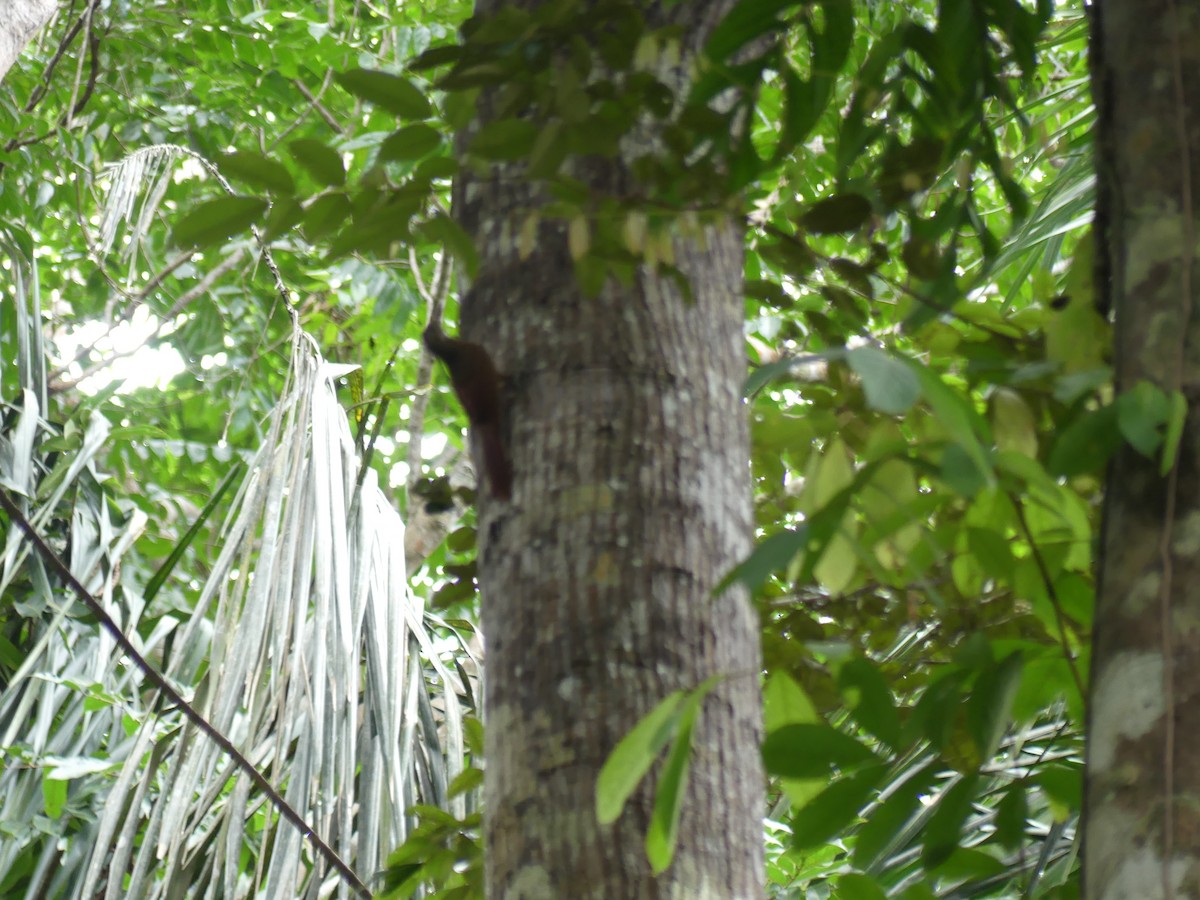 Amazonian Barred-Woodcreeper - ML144560461