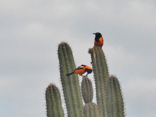  - Venezuelan Troupial