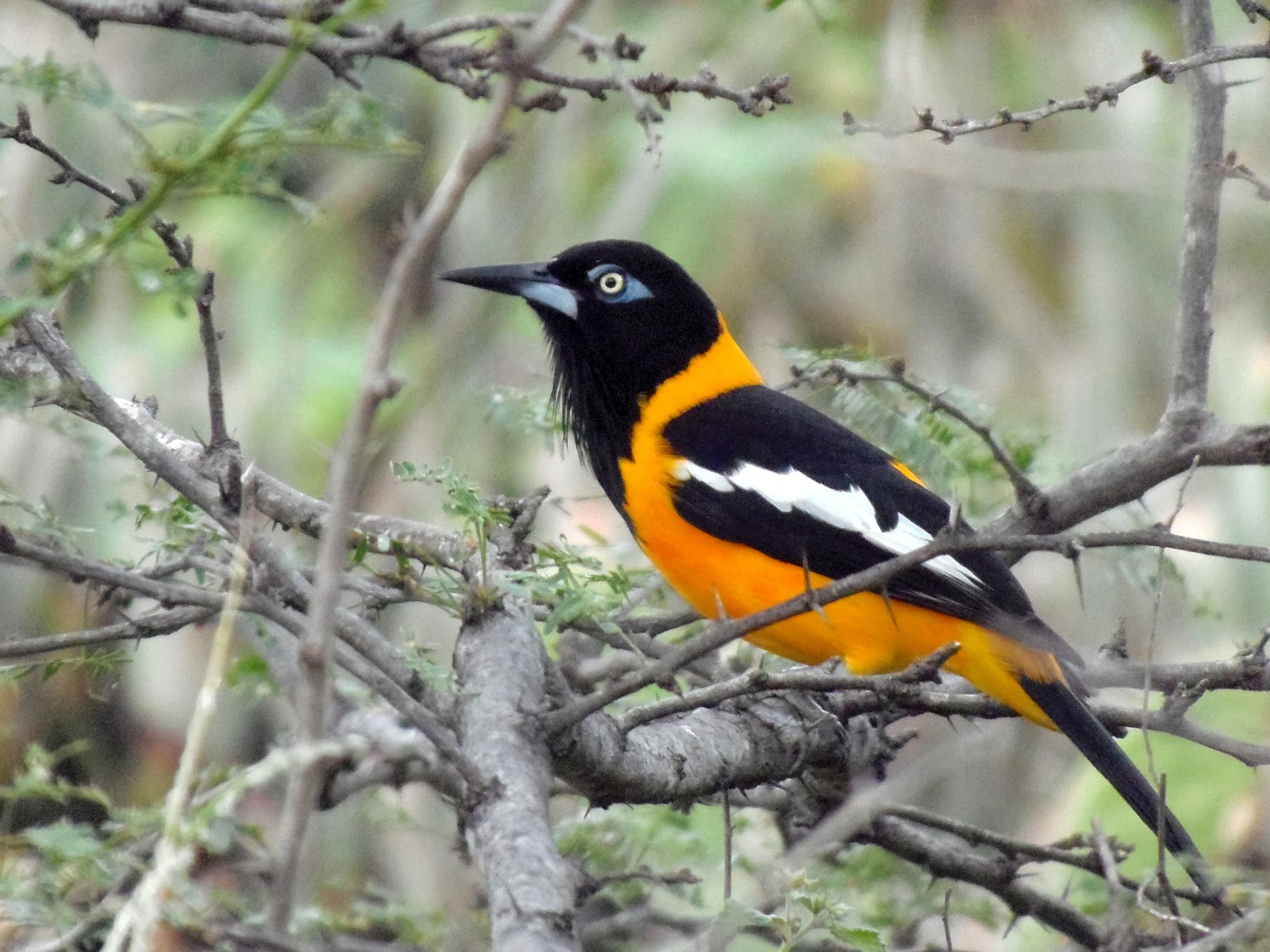 Venezuelan Troupial - eBird