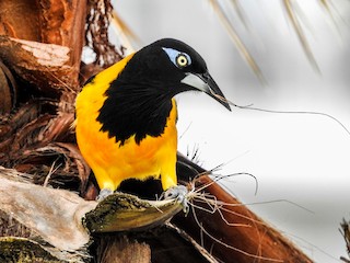  - Venezuelan Troupial