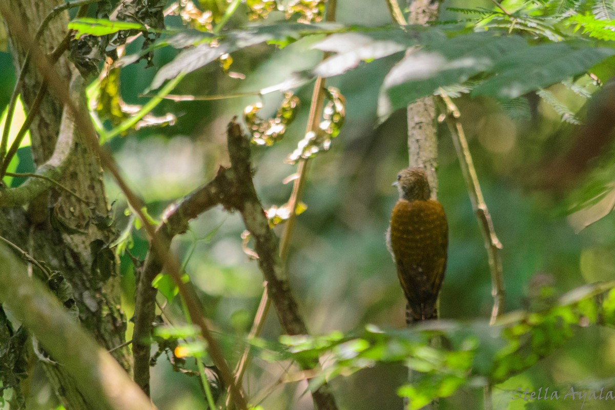 Dot-fronted Woodpecker - ML144565271