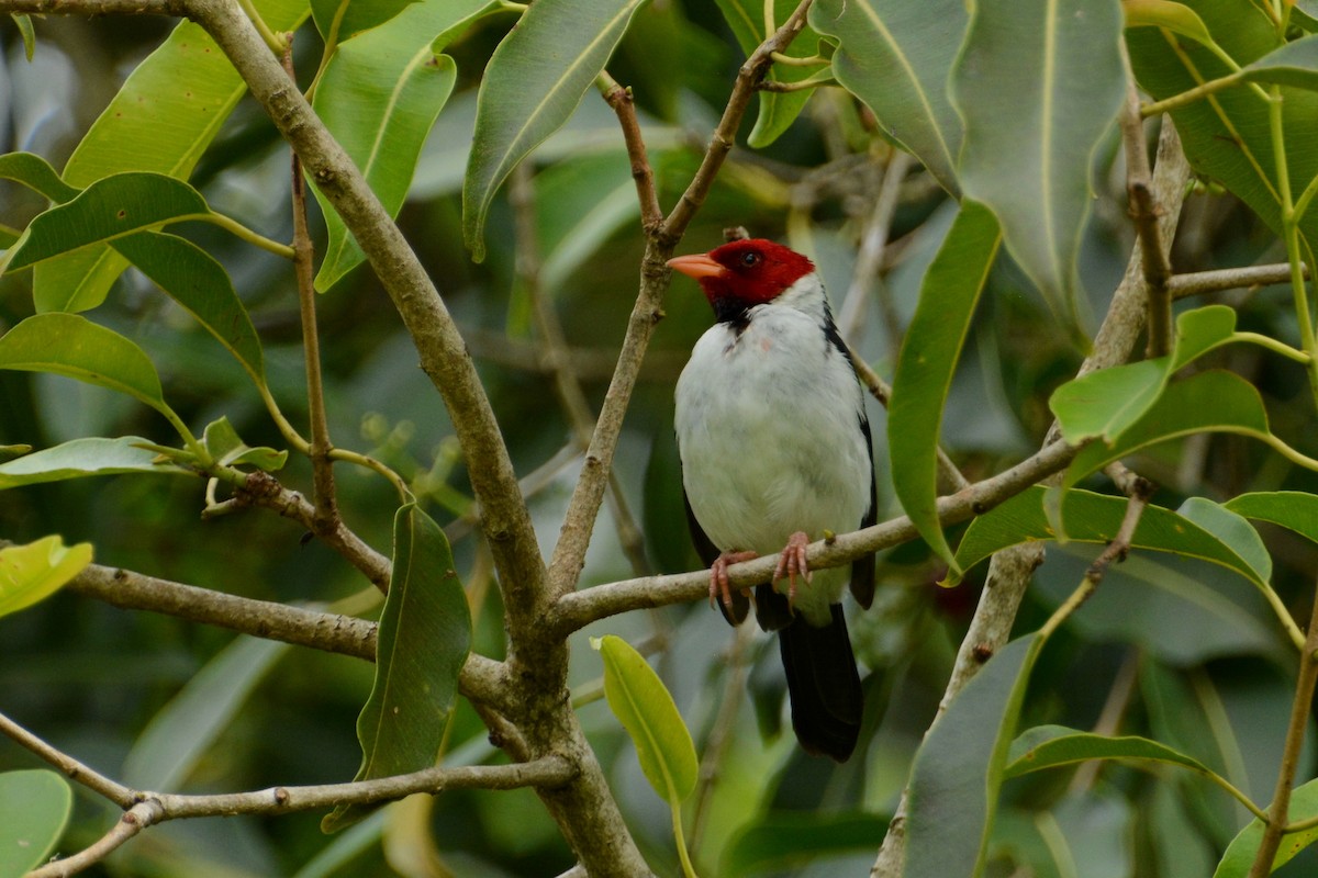 Yellow-billed Cardinal - Oliver Prioli