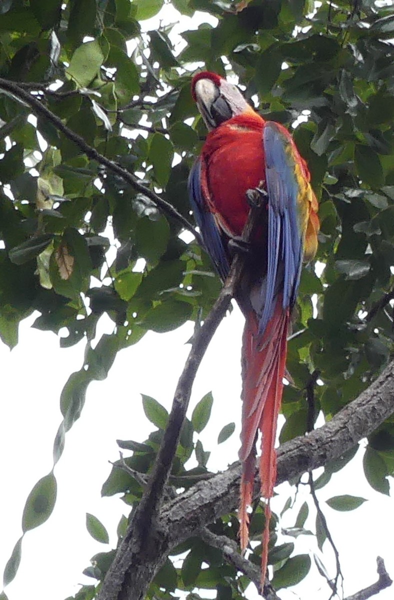 Scarlet Macaw - ML144566021