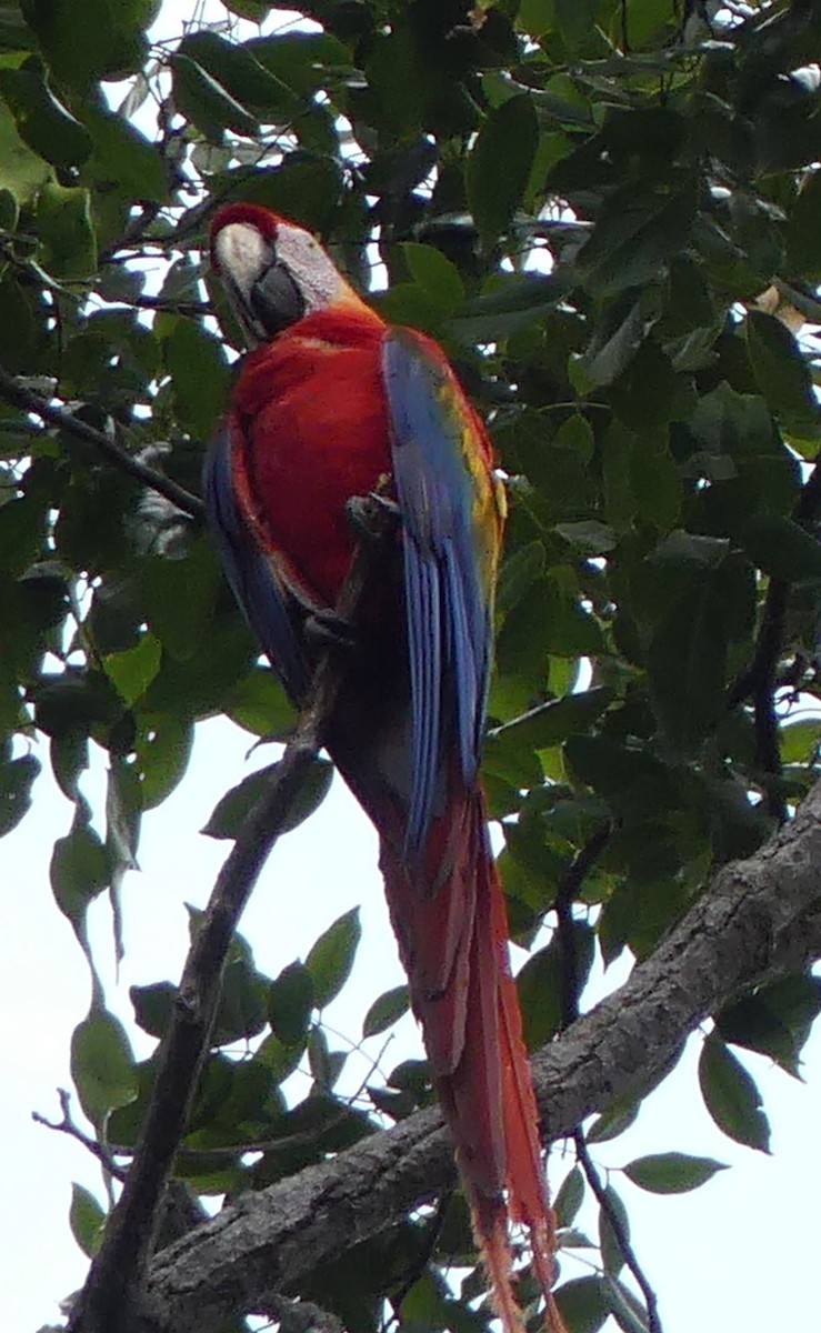 Scarlet Macaw - ML144566031