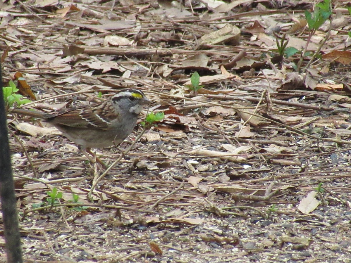 White-throated Sparrow - Shawn Loewen