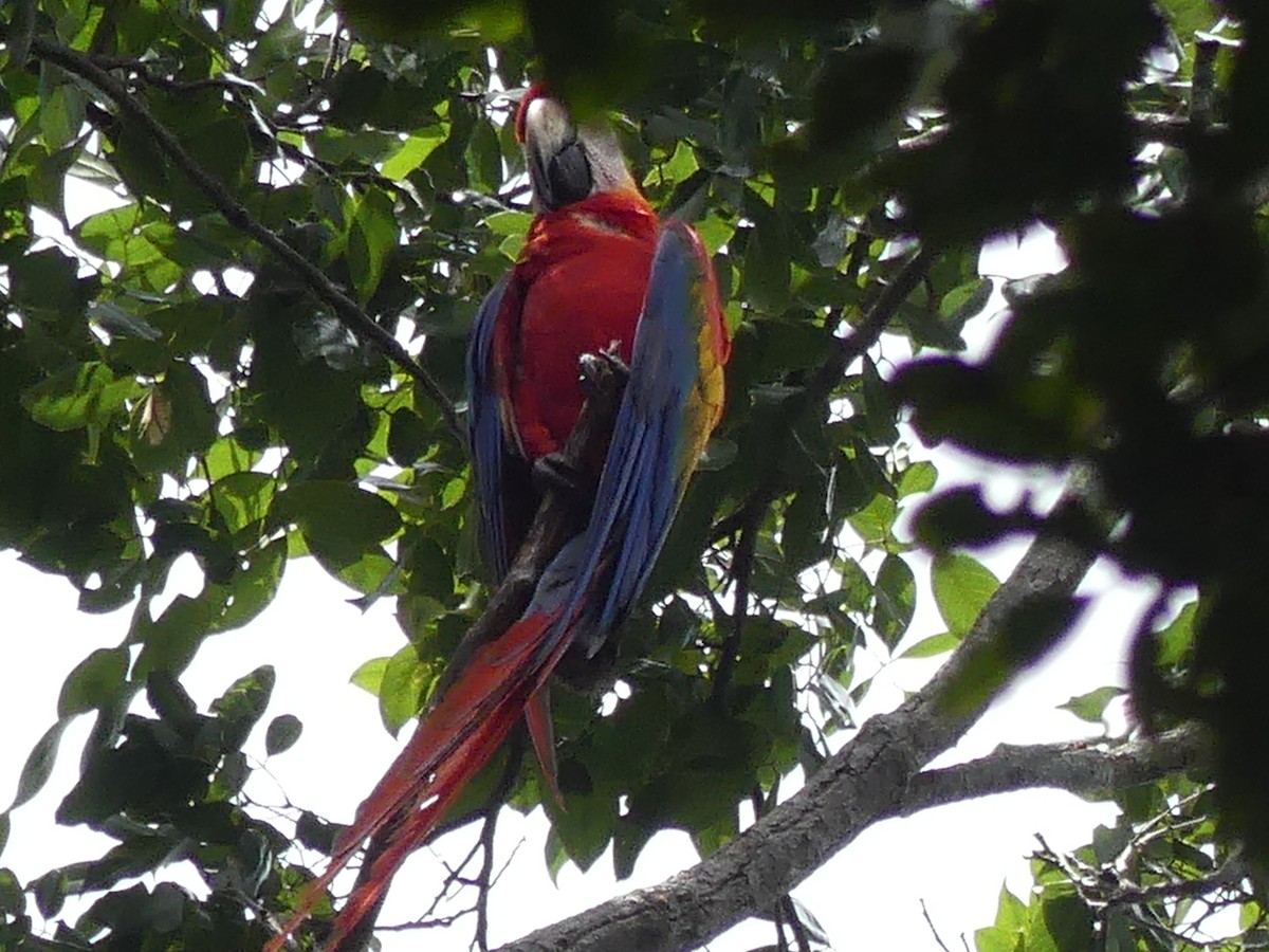Scarlet Macaw - Robin Duska