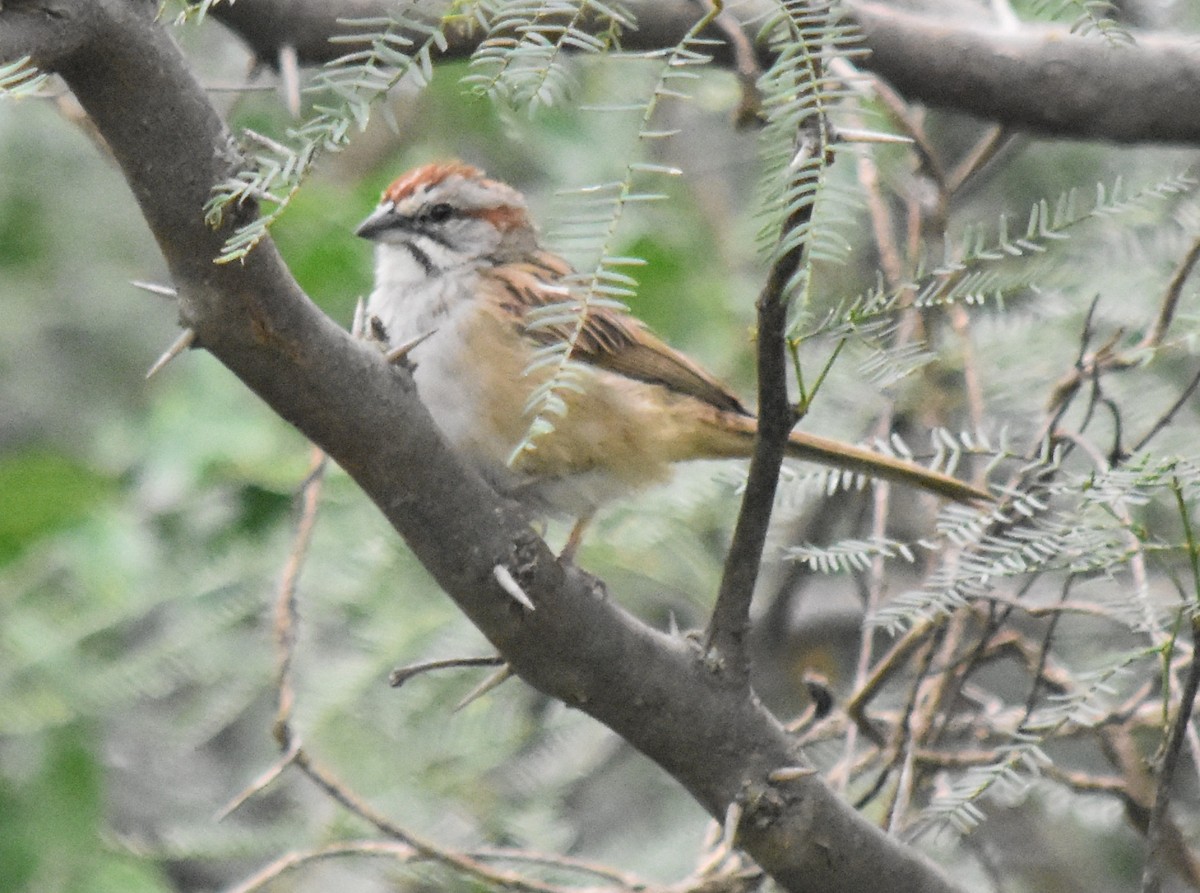 Chaco Sparrow - andres ebel