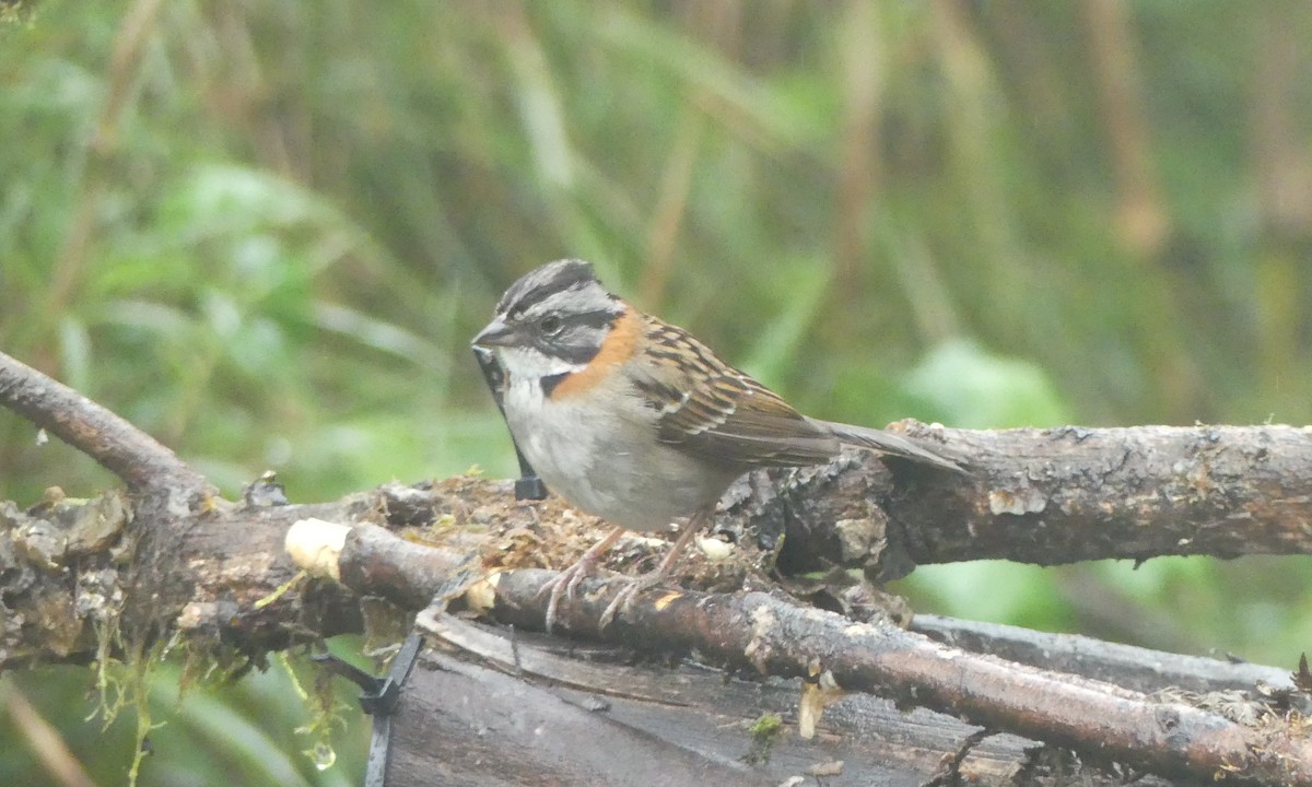 Rufous-collared Sparrow - ML144571771