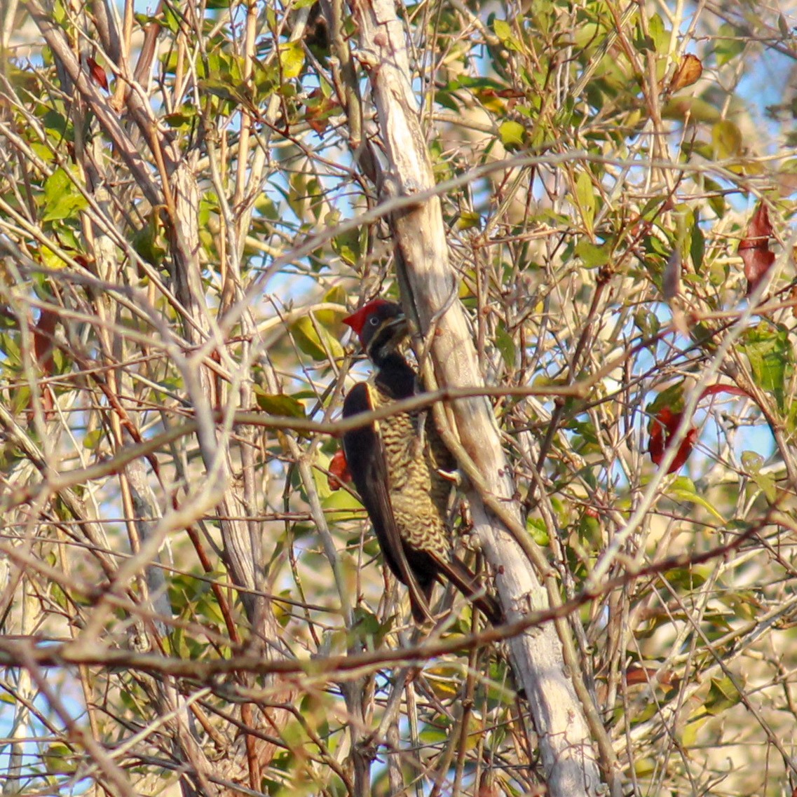 Lineated Woodpecker (Lineated) - LaLo Villanueva