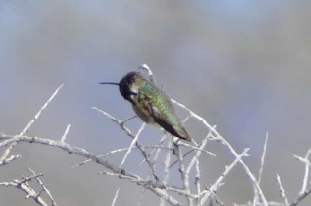 Costa's Hummingbird - ML144578371