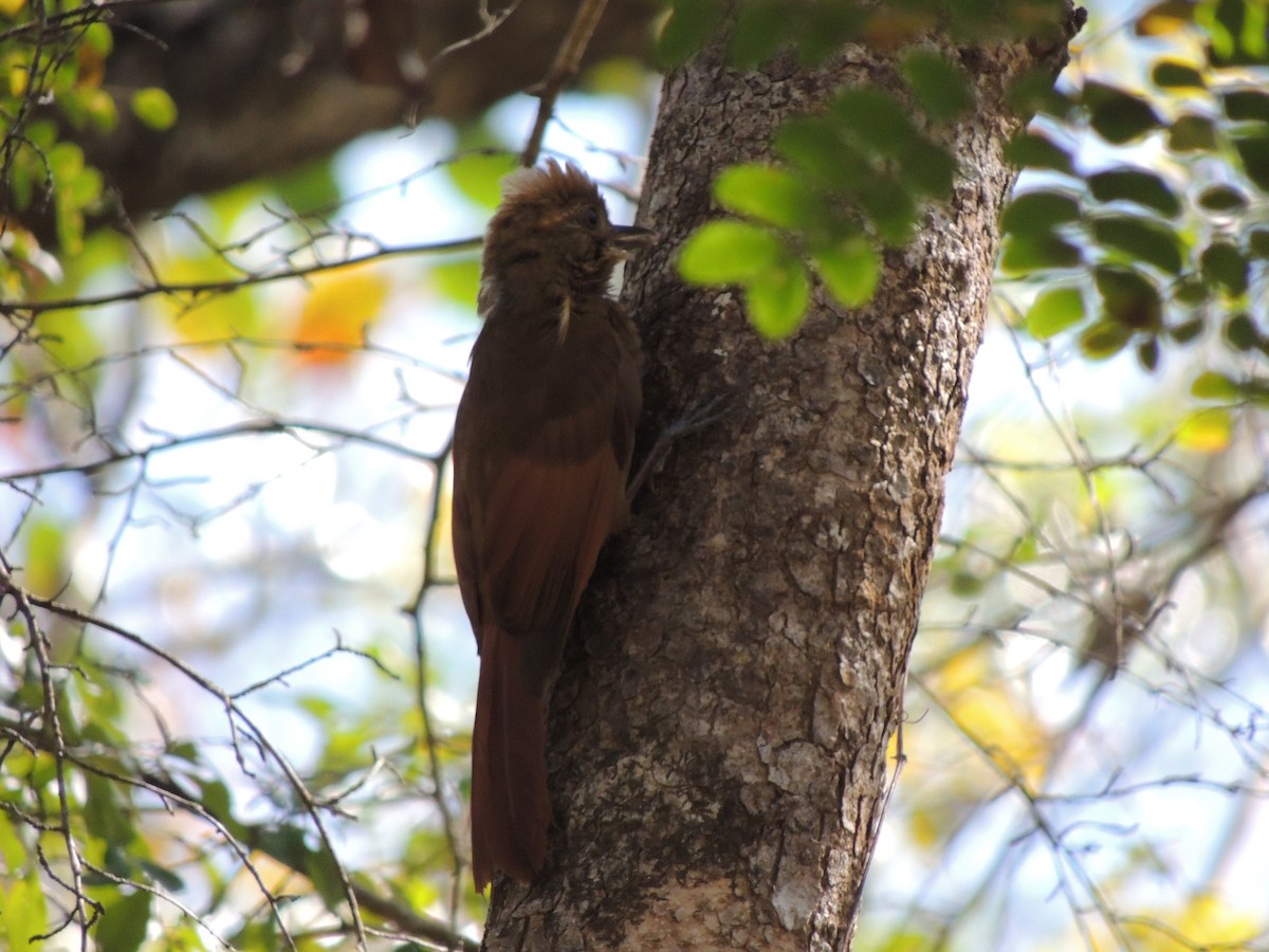 Tawny-winged Woodcreeper - Ichi Wildlife Tours