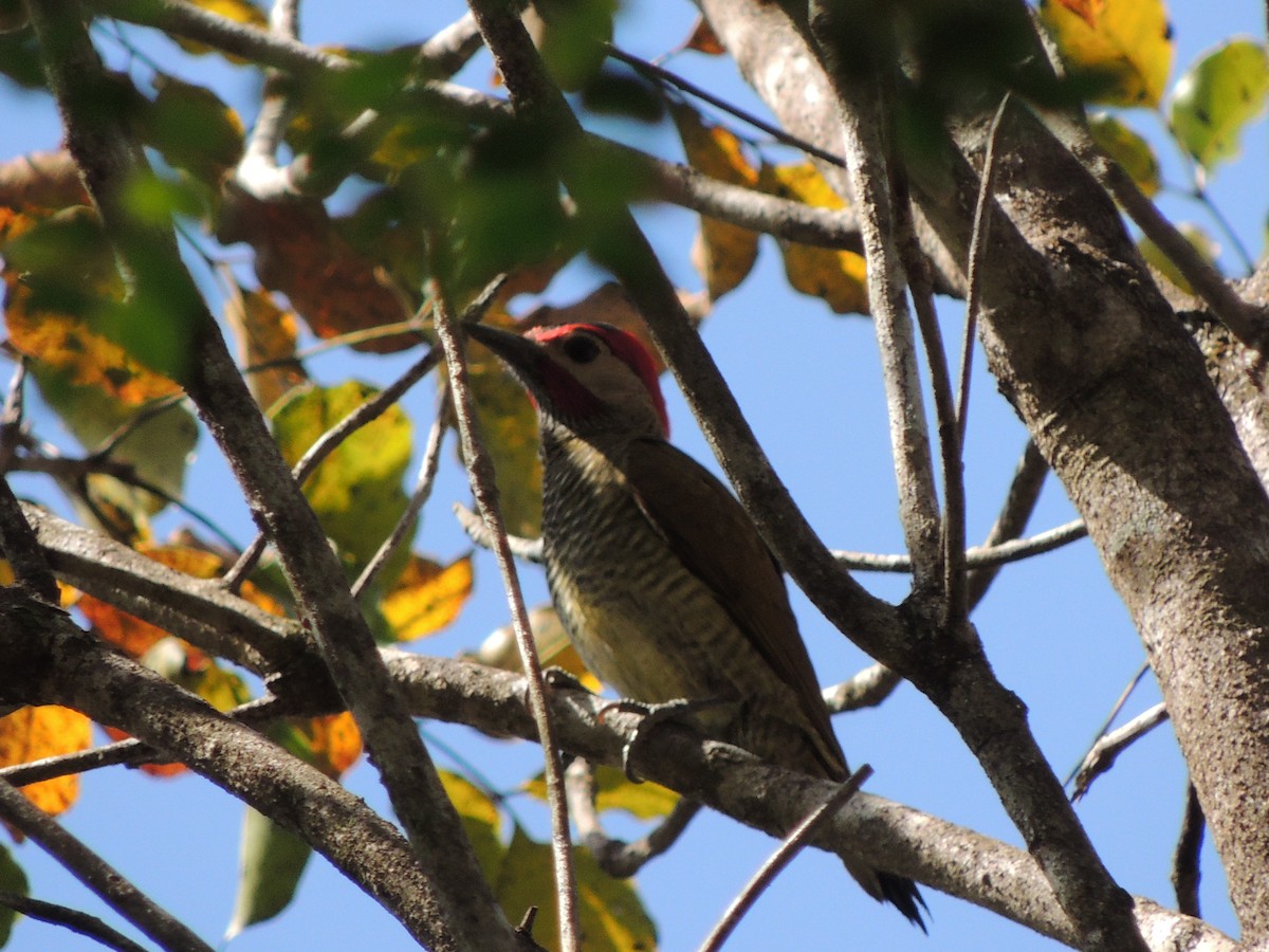 Golden-olive Woodpecker - ML144581221