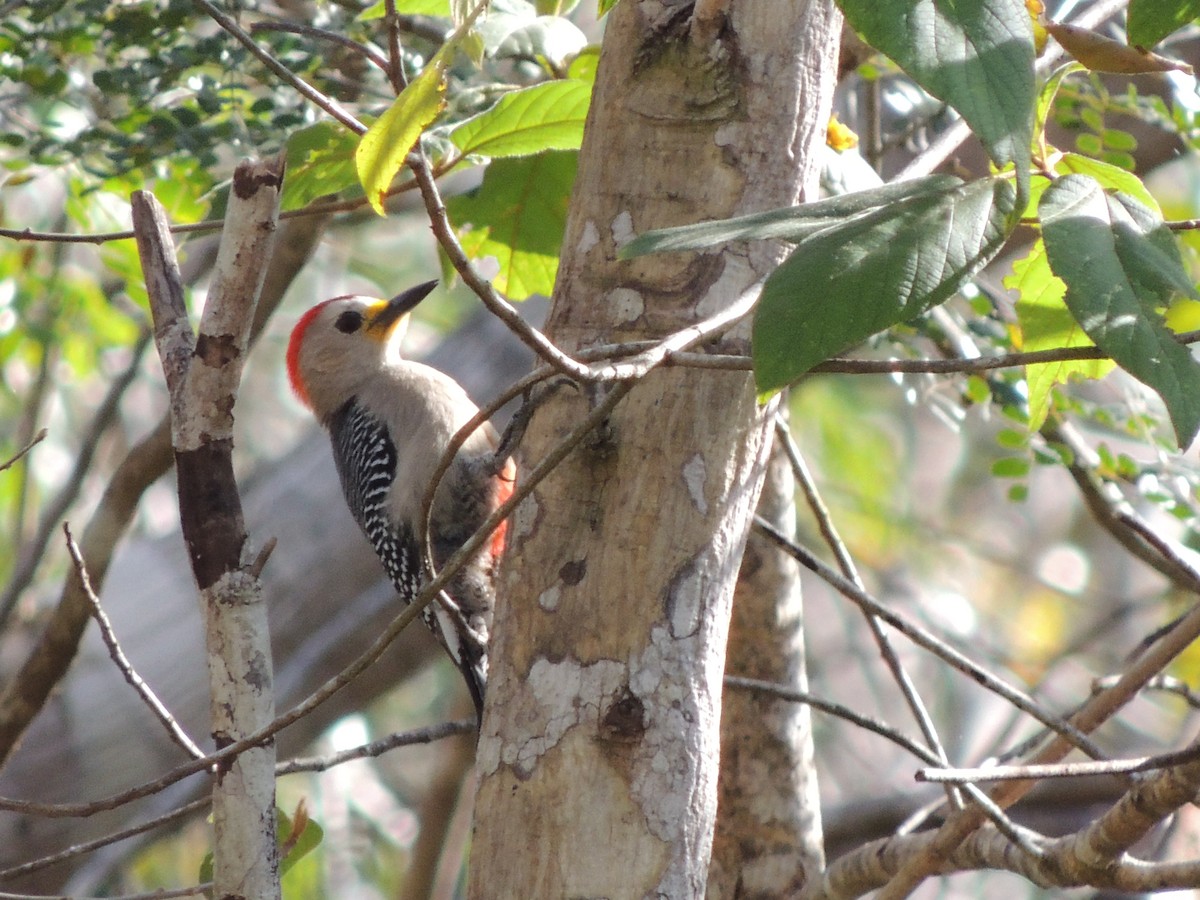 Yucatan Woodpecker - ML144581741