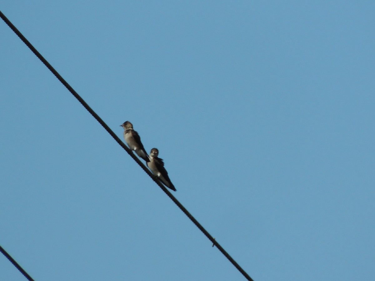 Northern Rough-winged Swallow (Ridgway's) - ML144582961