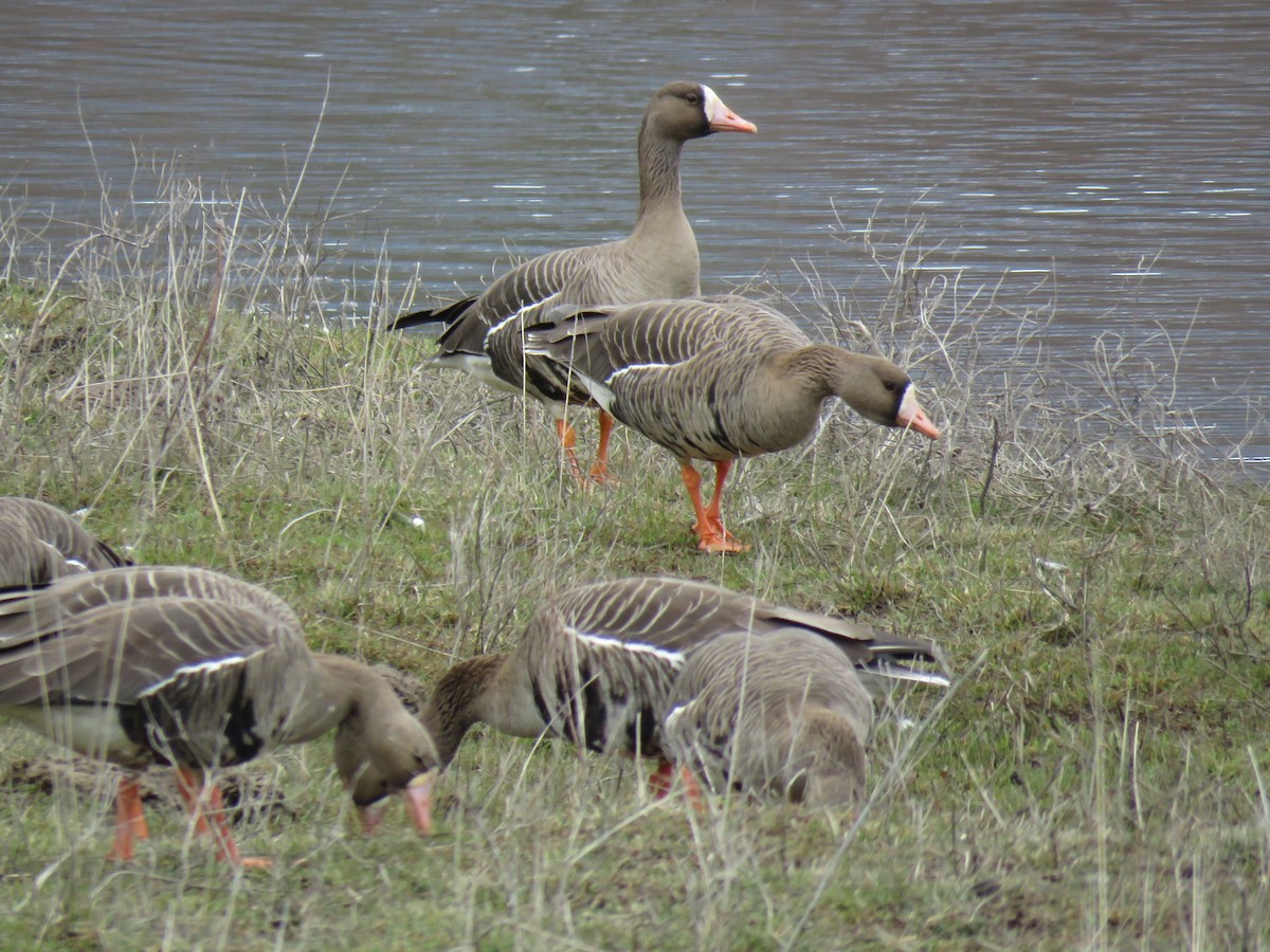 Greater White-fronted Goose - Colin Dillingham