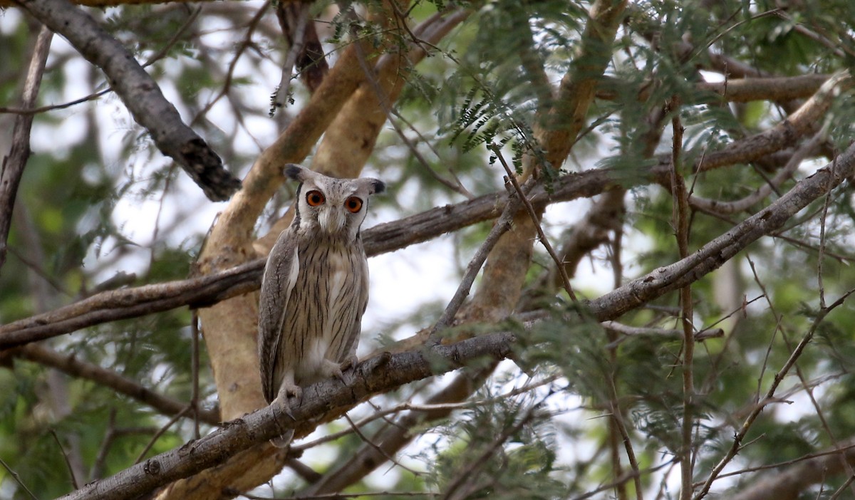 Northern White-faced Owl - ML144584141