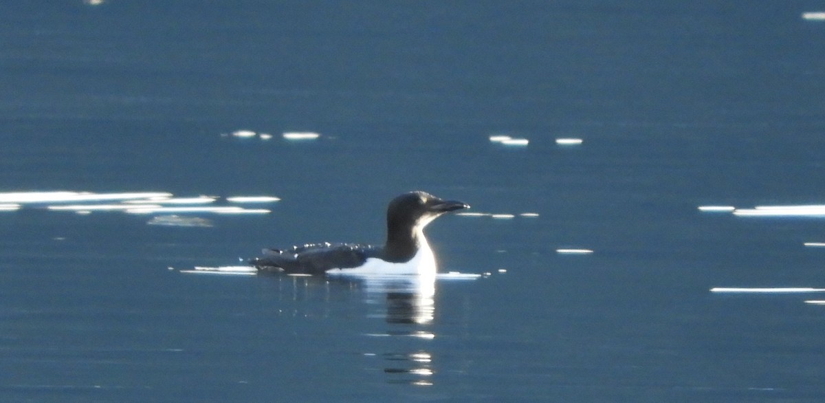Thick-billed Murre - ML144585001