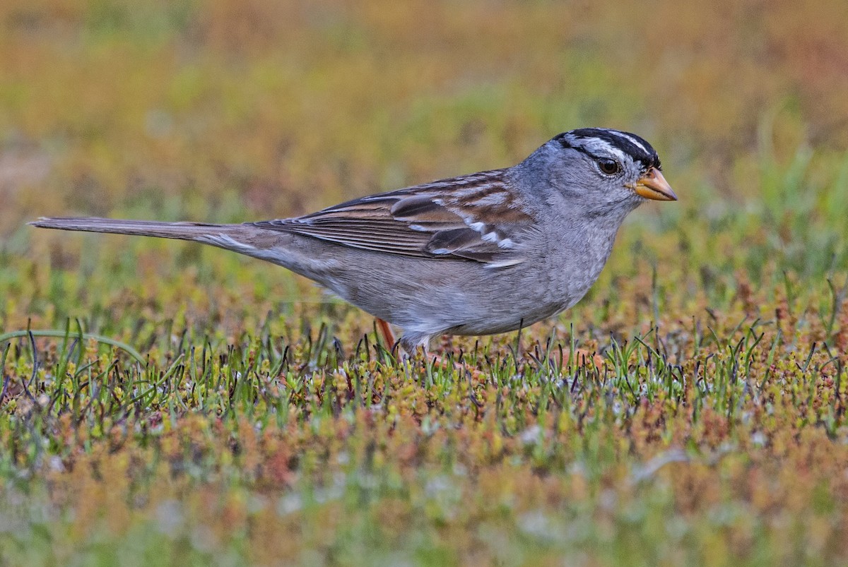 White-crowned Sparrow (Gambel's) - Andrew Simon