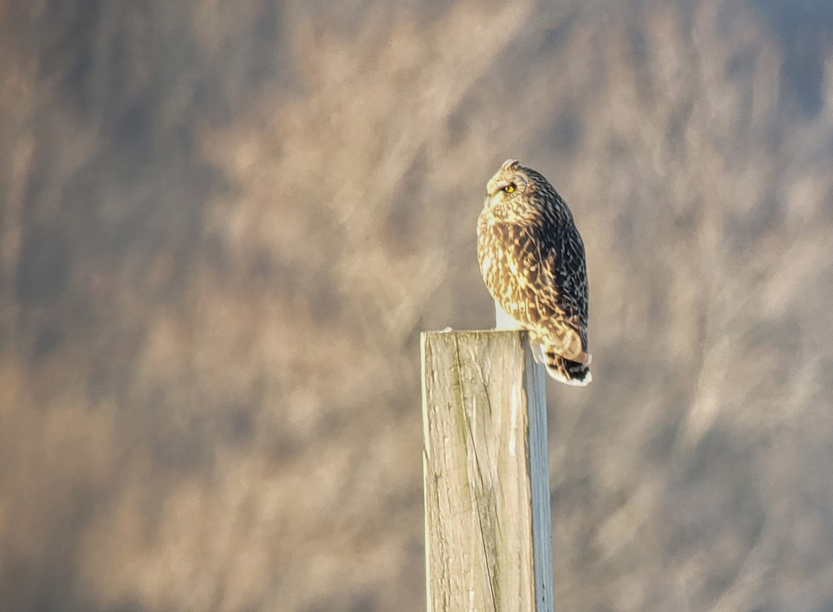 Short-eared Owl (Northern) - Justin Lawson