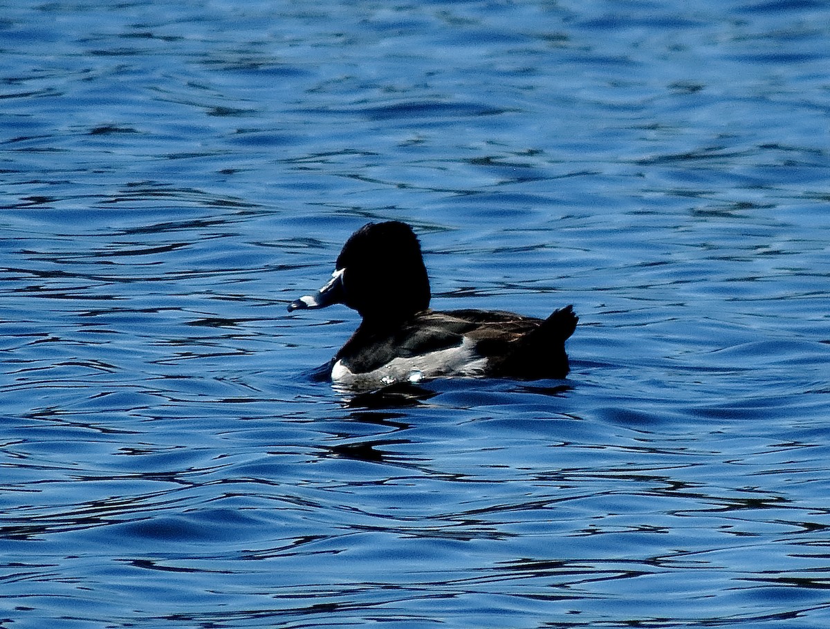 Ring-necked Duck - Dika Golovatchoff
