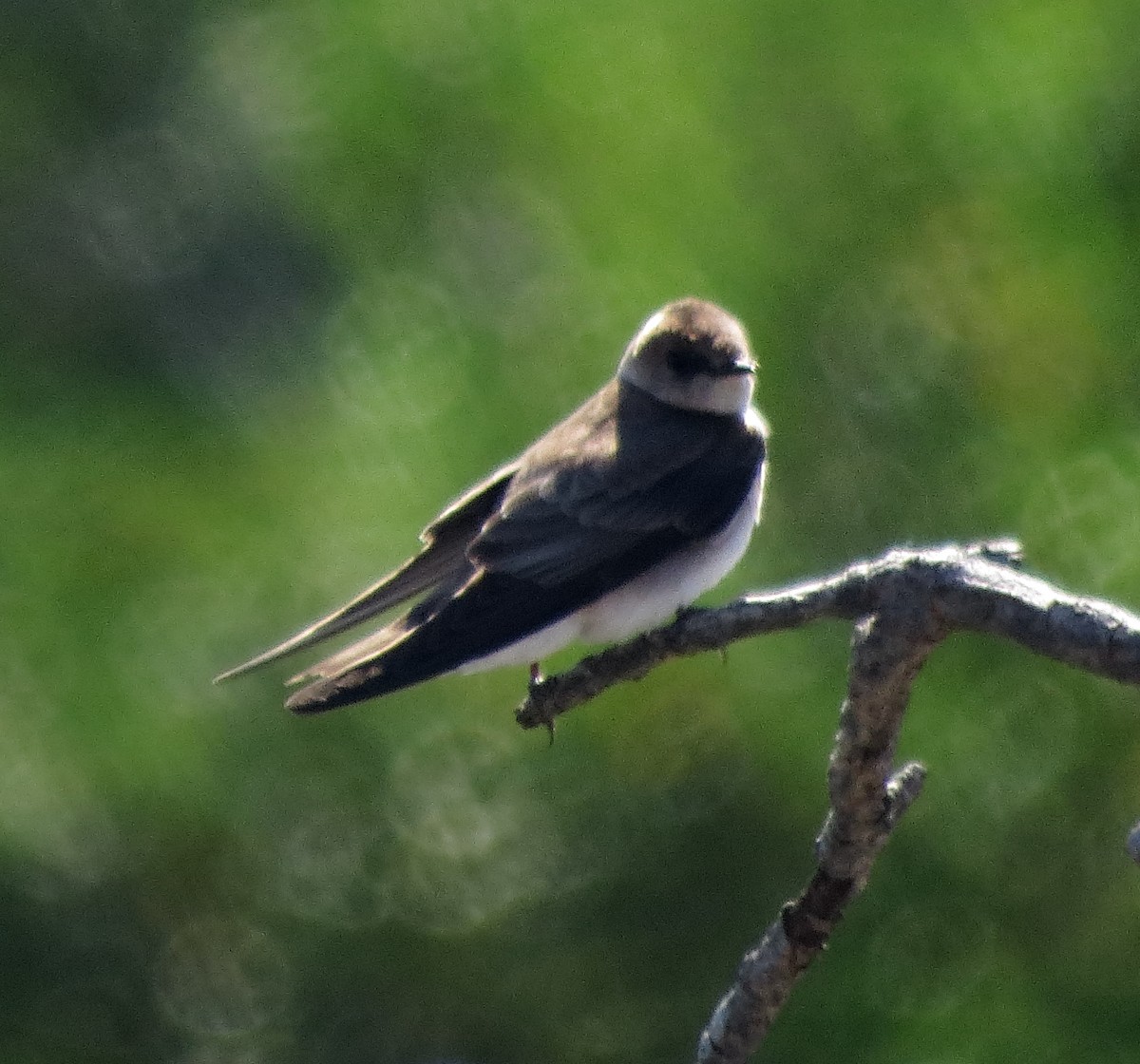 Northern Rough-winged Swallow - Dika Golovatchoff