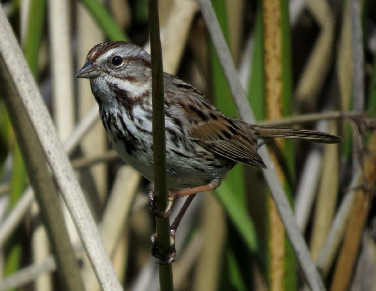 Song Sparrow - Dika Golovatchoff