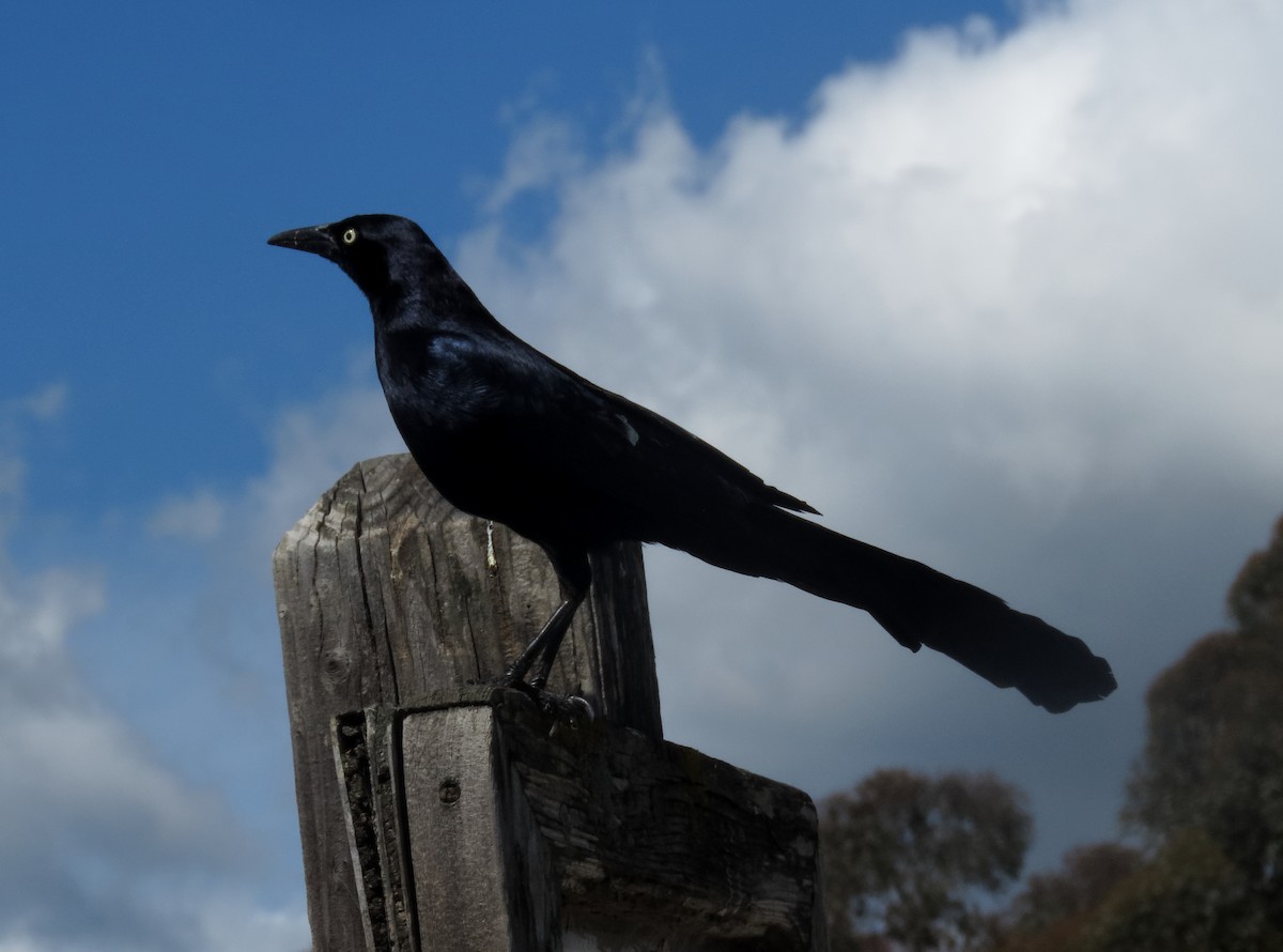 Great-tailed Grackle - ML144590121