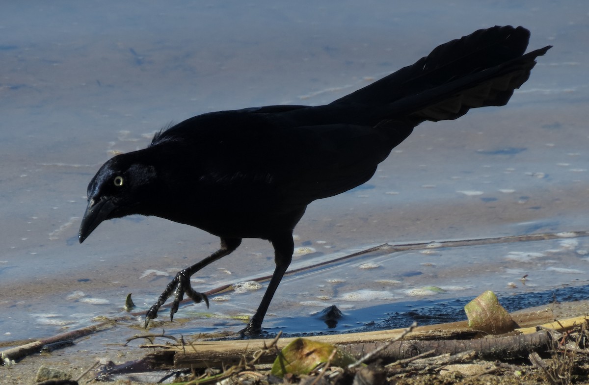 Great-tailed Grackle - ML144590131